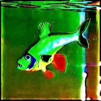 Rare Fish Market by cydr and noper