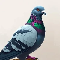 Pigeon Playpen