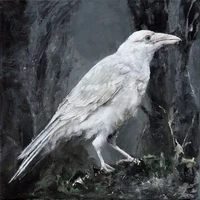 White Raven