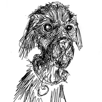 Dogs