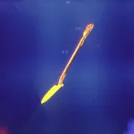 MetaDEPIN