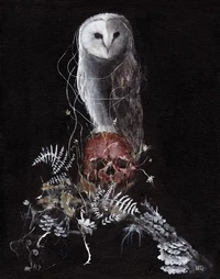 Owl & Skull