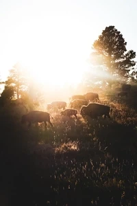 Follow The Light