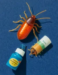 Tick Pics