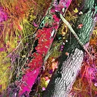 Autonomous Forest Plots