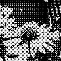 The Cultivation