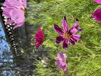 Just Flowers