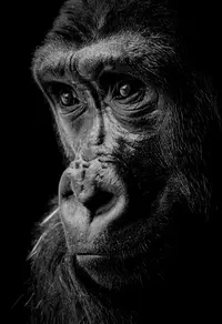 Sad Ape Genesis