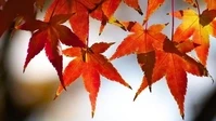 Maple leaf