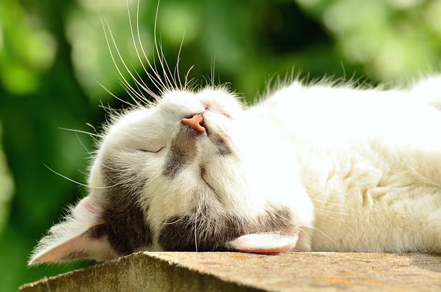 ZKCat