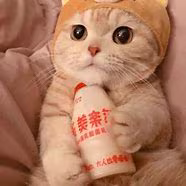 Milk Cat