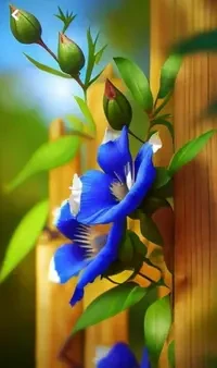 flowers