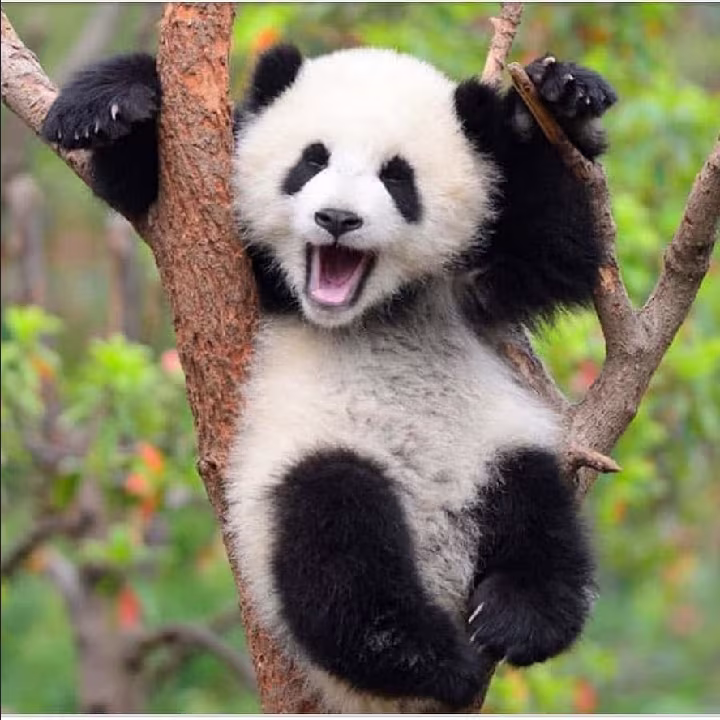 Panda e5a963