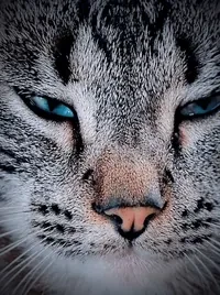 Cat money