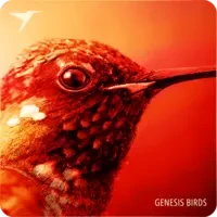 Kinode // Genesis Birds