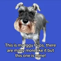 IGGY PUPS on BASE