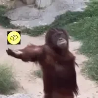GIB YOU GOLD