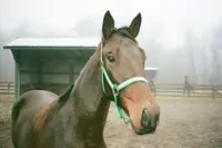 Rodeo posts