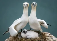 One for the family album