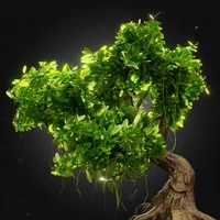 Mongo Trees