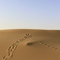 Zora Posts