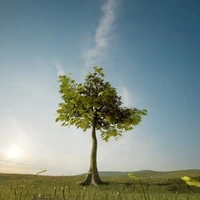 KapokTrees