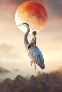 Stork Collection