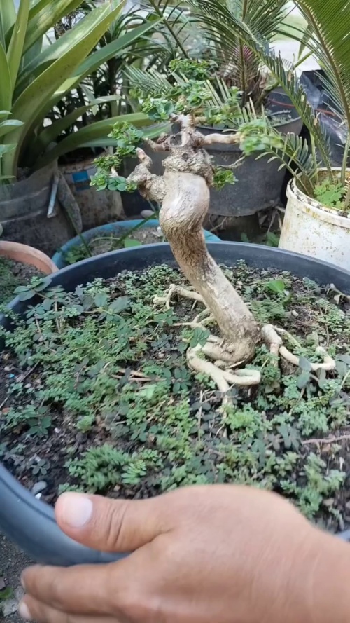 bonsai minion #5