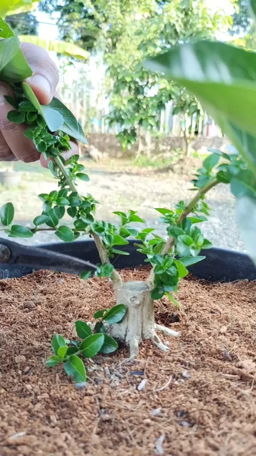 initial stage of bonsai branch direction #3