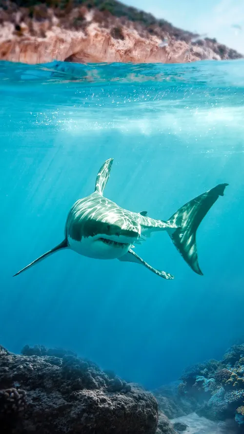 Shark #4870