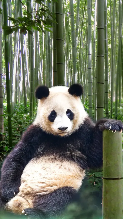 Panda #3267