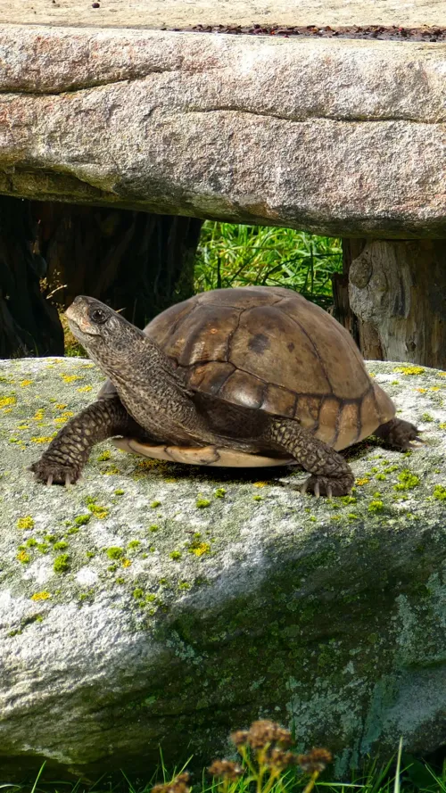 Turtle #4897