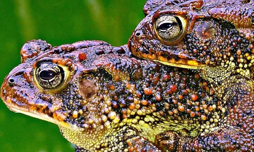 Toad The Wet Lover #68403