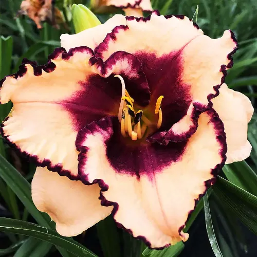 11102. Midnight Ruffles Daylily Flower #11102