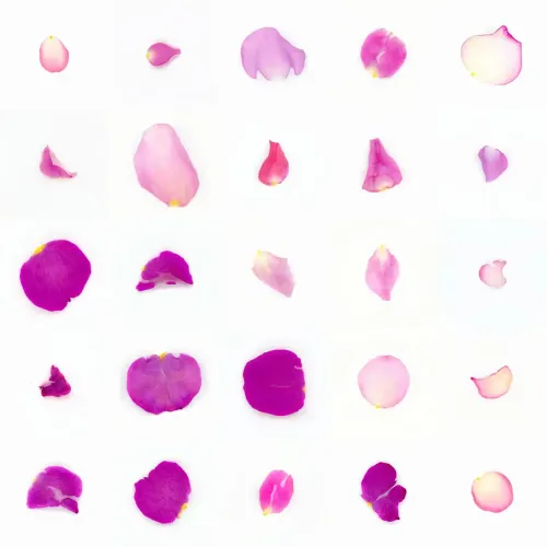 Infinite Petals 5x5#20152