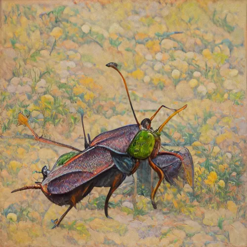 Acilacris Furcatus #18
