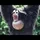 frogmonkee