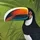 toucan