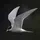 tern