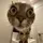 cats being weird