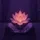 Lotus Protocol ⚘