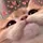cats with powerful impression 🐾