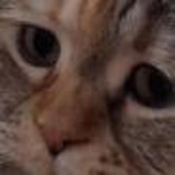 SAD•CAT•MEOWING