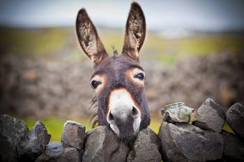 RUNES•DONKEY•COIN