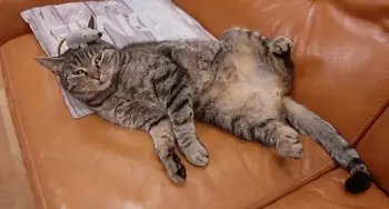 CATOSHI•MEOWMOTO