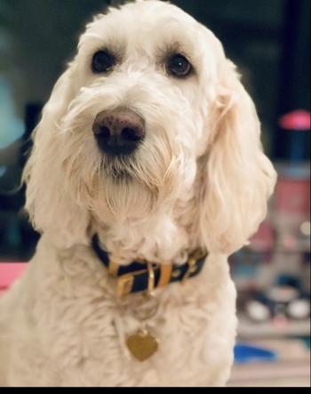 BONNIE•LASS•DOG
