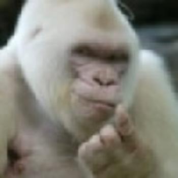 VANILLA•GORILLA