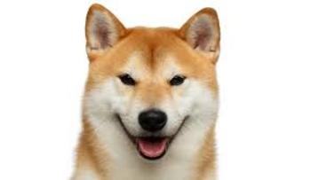 DOGWIF•TO•THE•MOON
