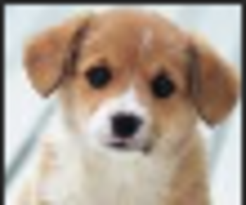 BTC•PUPPYY•COIN