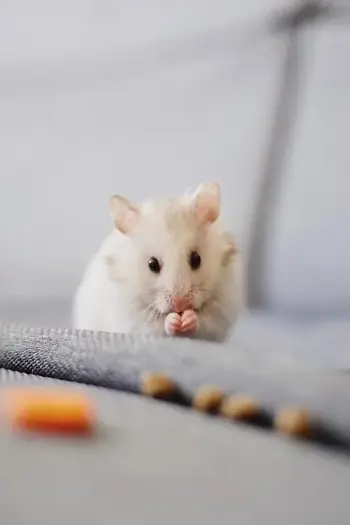 RATS•GO•TO•THE•MOONS
